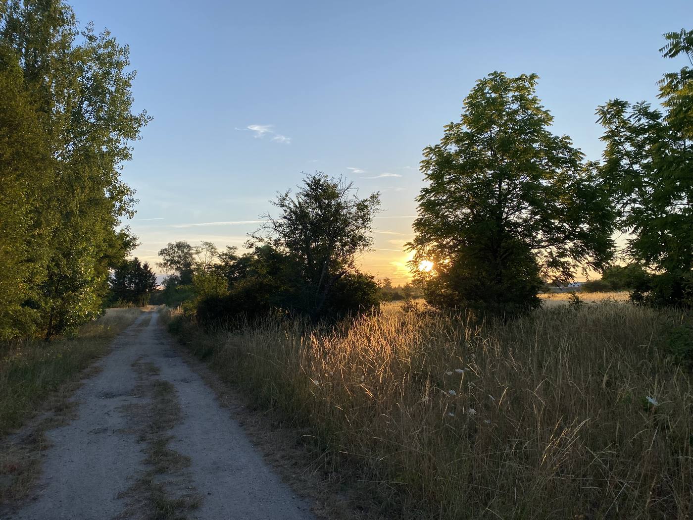 Chemin bordé d'arbres au coucher du soleil